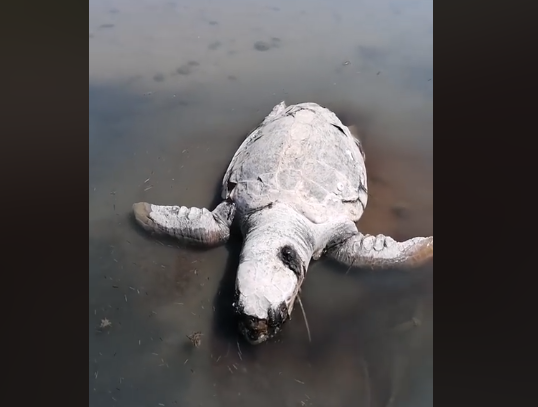 Νεκρή μια μεγάλη χελώνα στoν Αμβρακικό σε παραλία στο ΔΡΥΜΟ Βόνιτσας - [ΒΙΝΤΕΟ: Θανάσης Παλούκης] - Φωτογραφία 1