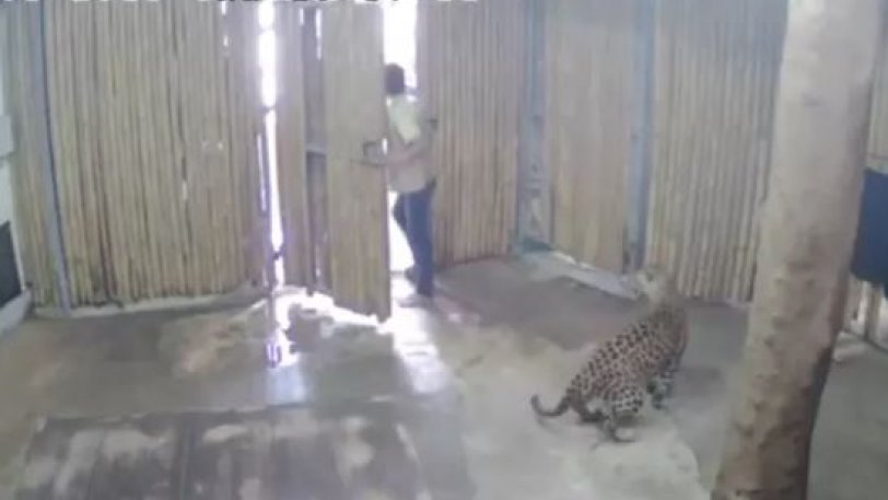 Άνοιξαν την πόρτα και η λεοπάρδαλη επιτέθηκε σε 2χρονο - Φωτογραφία 1
