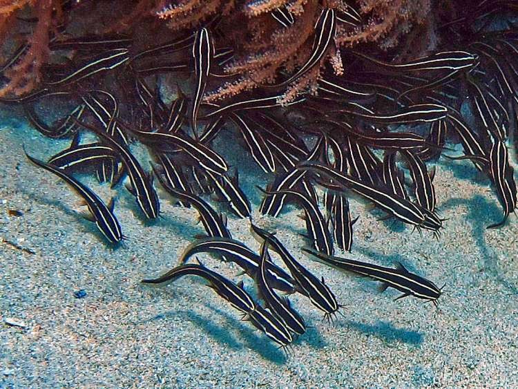 Προσοχή: Aυτά είναι τα 4 φονικά ψάρια των ελληνικών θαλασσών! - Φωτογραφία 4