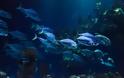 Προσοχή: Aυτά είναι τα 4 φονικά ψάρια των ελληνικών θαλασσών! - Φωτογραφία 1