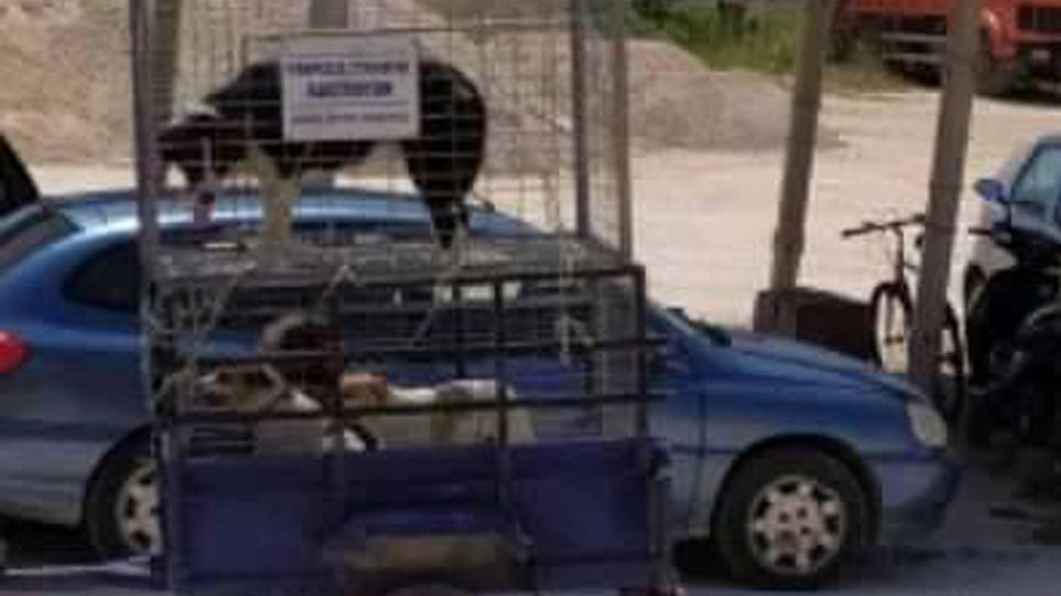 Καταγγελία σοκ από το Άργος Ορεστικό: «Ρίχνουν αδέσποτα σκυλιά στον Γράμμο για να τα φάνε οι λύκοι» - Φωτογραφία 1