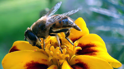 Ο θάνατος των μελισσών - Φωτογραφία 1