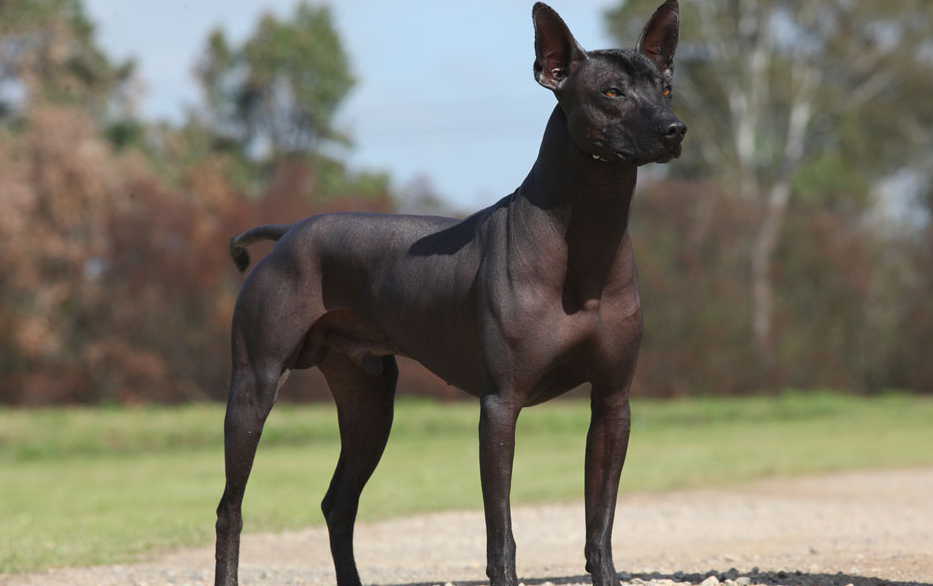 Xoloitzcuintli: Το άτριχο σκυλί που οδηγούσε τους νεκρούς στον Άδη - Φωτογραφία 1