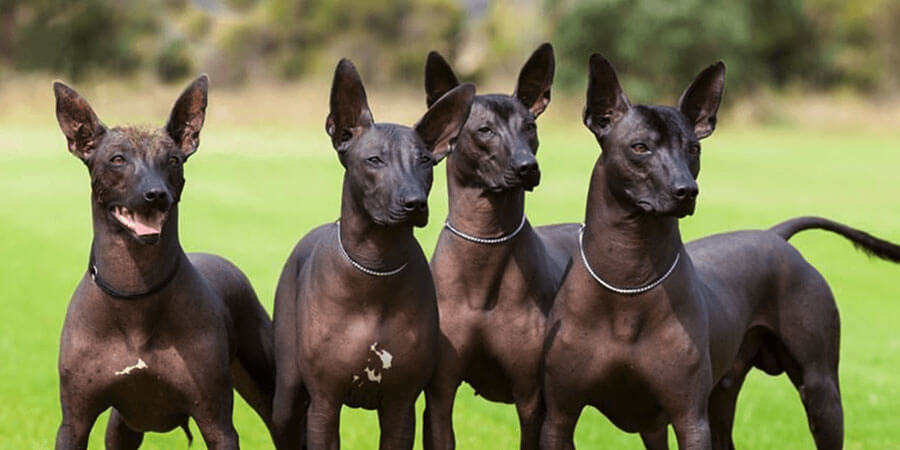 Xoloitzcuintli: Το άτριχο σκυλί που οδηγούσε τους νεκρούς στον Άδη - Φωτογραφία 2