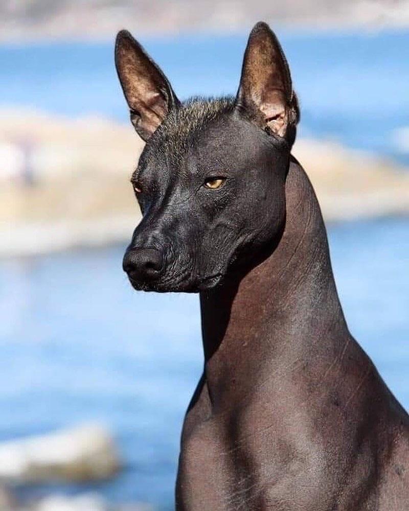 Xoloitzcuintli: Το άτριχο σκυλί που οδηγούσε τους νεκρούς στον Άδη - Φωτογραφία 3