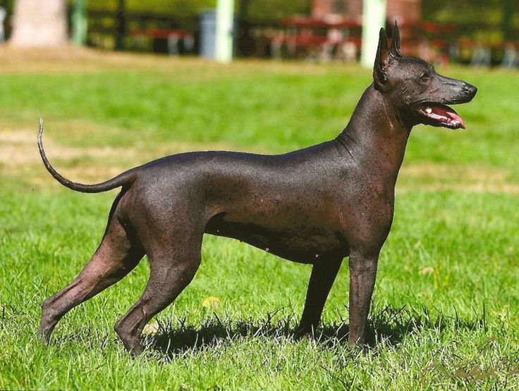Xoloitzcuintli: Το άτριχο σκυλί που οδηγούσε τους νεκρούς στον Άδη - Φωτογραφία 4
