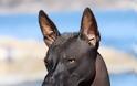 Xoloitzcuintli: Το άτριχο σκυλί που οδηγούσε τους νεκρούς στον Άδη - Φωτογραφία 3