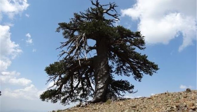 Στην Πίνδο το γηραιότερο δέντρο της Ευρώπης - Φωτογραφία 1