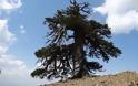 Στην Πίνδο το γηραιότερο δέντρο της Ευρώπης