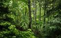 Η Ιρλανδία θα φυτέψει 440 εκατ. δένδρα έως το 2040 για την καταπολέμηση της κλιματικής αλλαγής