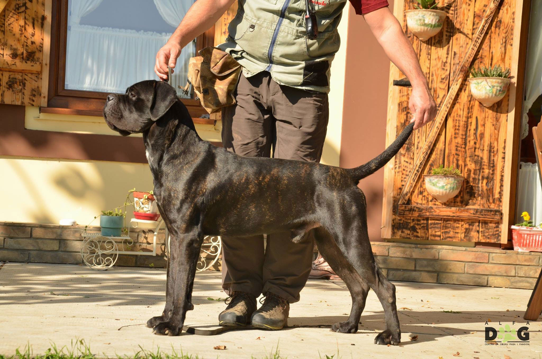 Ο ρωμαλέος σκύλος Cane Corso είναι ο τέλειος σωματοφύλακας - Φωτογραφία 4