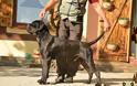 Ο ρωμαλέος σκύλος Cane Corso είναι ο τέλειος σωματοφύλακας - Φωτογραφία 4