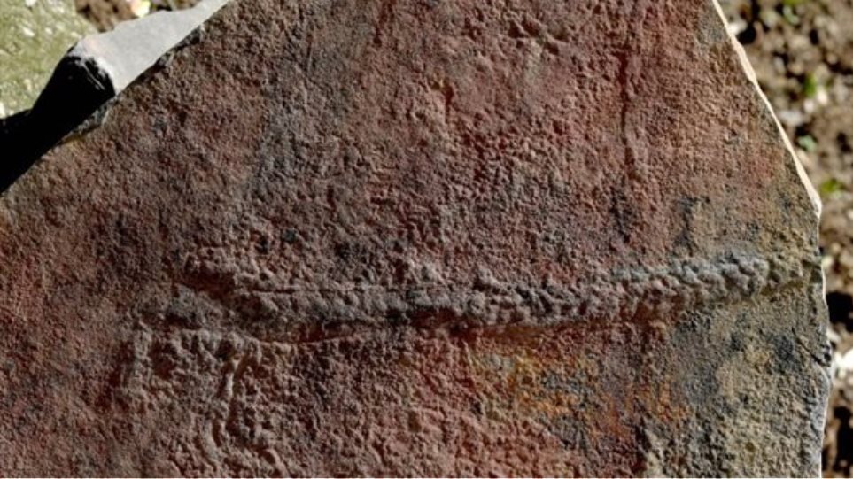 Ανακαλύφθηκε απολίθωμα ζώου που σερνόταν πριν 550 εκατ. χρόνια στον βυθό - Φωτογραφία 1