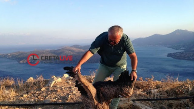 Κρήτη: Έσωσαν τον γύπα που είχε χάσει τον προσανατολισμό του - Φωτογραφία 1