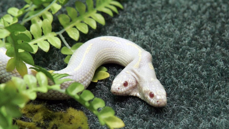 Ανακαλύφθηκε δικέφαλο φίδι σε δάσος - Φωτογραφία 1