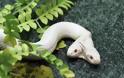 Ανακαλύφθηκε δικέφαλο φίδι σε δάσος
