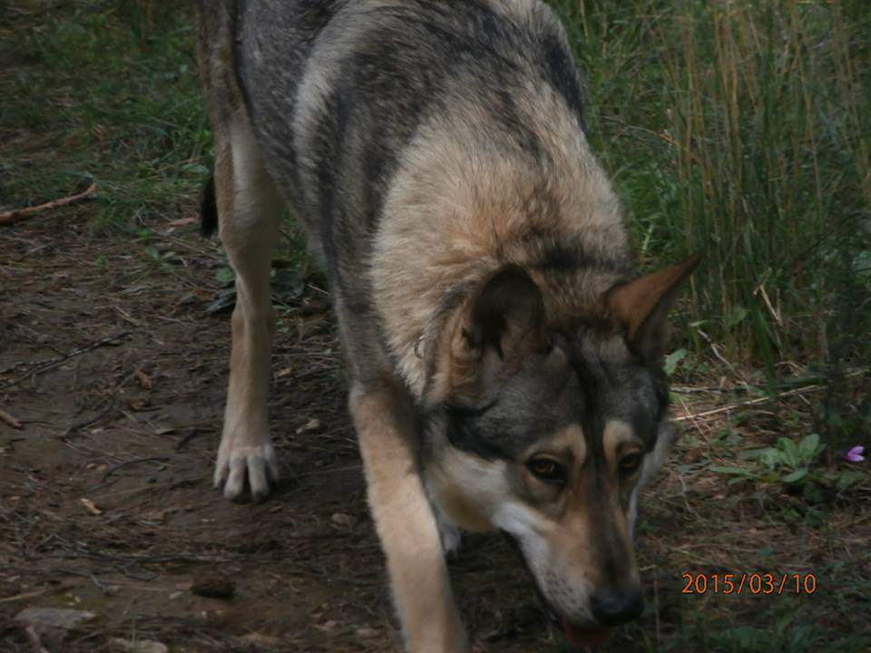 Ο τρυφερός σκύλος Saarloos Wolfhond με το DNA λύκου - Φωτογραφία 3