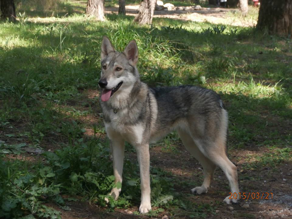 Ο τρυφερός σκύλος Saarloos Wolfhond με το DNA λύκου - Φωτογραφία 4