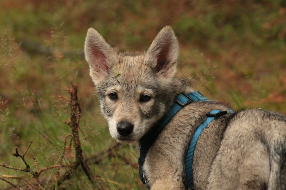 Ο τρυφερός σκύλος Saarloos Wolfhond με το DNA λύκου - Φωτογραφία 6