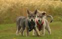 Ο τρυφερός σκύλος Saarloos Wolfhond με το DNA λύκου - Φωτογραφία 1