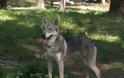 Ο τρυφερός σκύλος Saarloos Wolfhond με το DNA λύκου - Φωτογραφία 4