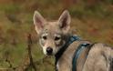 Ο τρυφερός σκύλος Saarloos Wolfhond με το DNA λύκου - Φωτογραφία 6