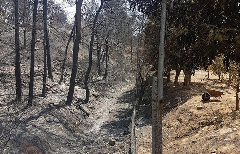 Το δέντρο που δεν καίγεται και έσωσε μια οικογένεια από τη μανία της πυρκαγιάς - Φωτογραφία 2