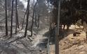 Το δέντρο που δεν καίγεται και έσωσε μια οικογένεια από τη μανία της πυρκαγιάς - Φωτογραφία 2