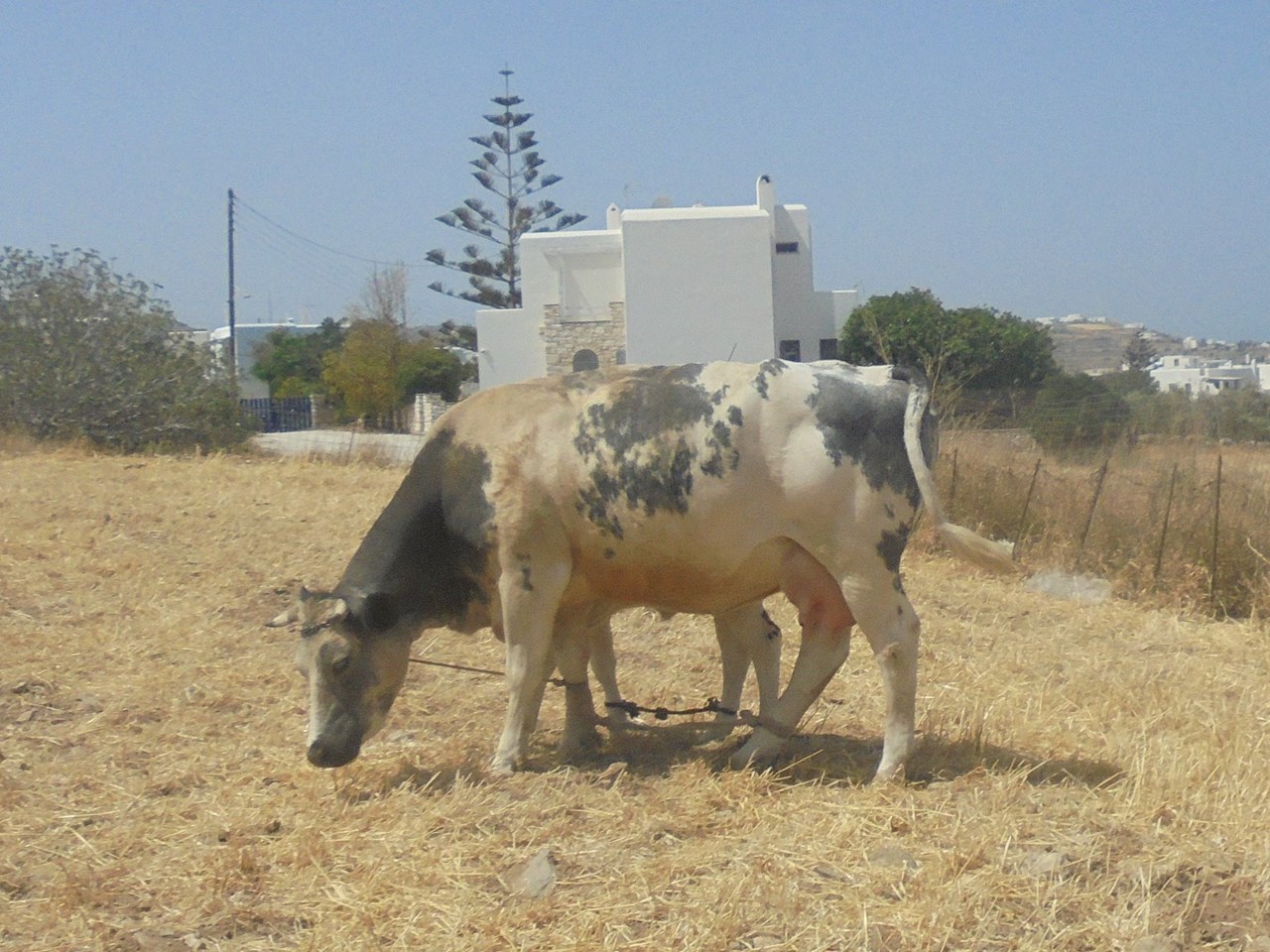 Δώστε τέλος στα απάνθρωπα βασανιστήρια - Φωτογραφία 6