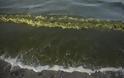 Επικίνδυνο φύκι ξεβράζεται στις ακτές της Γαλλίας: «Μπορεί να σκοτώσει μέσα σε λίγα δευτερόλεπτα»