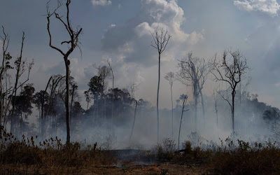 Το σημαντικό λάθος με τον Αμαζόνιο και το οξυγόνο της γης - Φωτογραφία 1