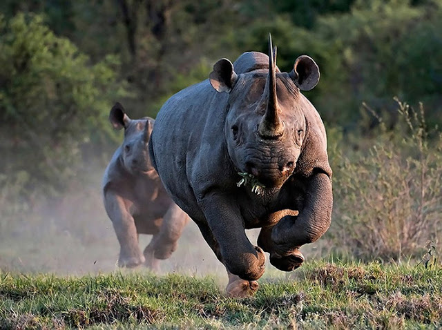 Παραλογισμός και Εξουσία: Αυξάνουν το κυνήγι του Ρινόκερου για τουριστικούς σκοπούς και με τα κερδισμένα έσοδα θα τον …προστατέψουν - Φωτογραφία 1