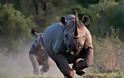 Παραλογισμός και Εξουσία: Αυξάνουν το κυνήγι του Ρινόκερου για τουριστικούς σκοπούς και με τα κερδισμένα έσοδα θα τον …προστατέψουν