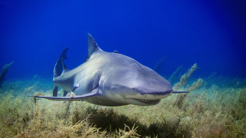 Λευκός καρχαρίας βρίσκει το γεύμα του και η θάλασσα γίνεται κόκκινη (vid) - Φωτογραφία 1