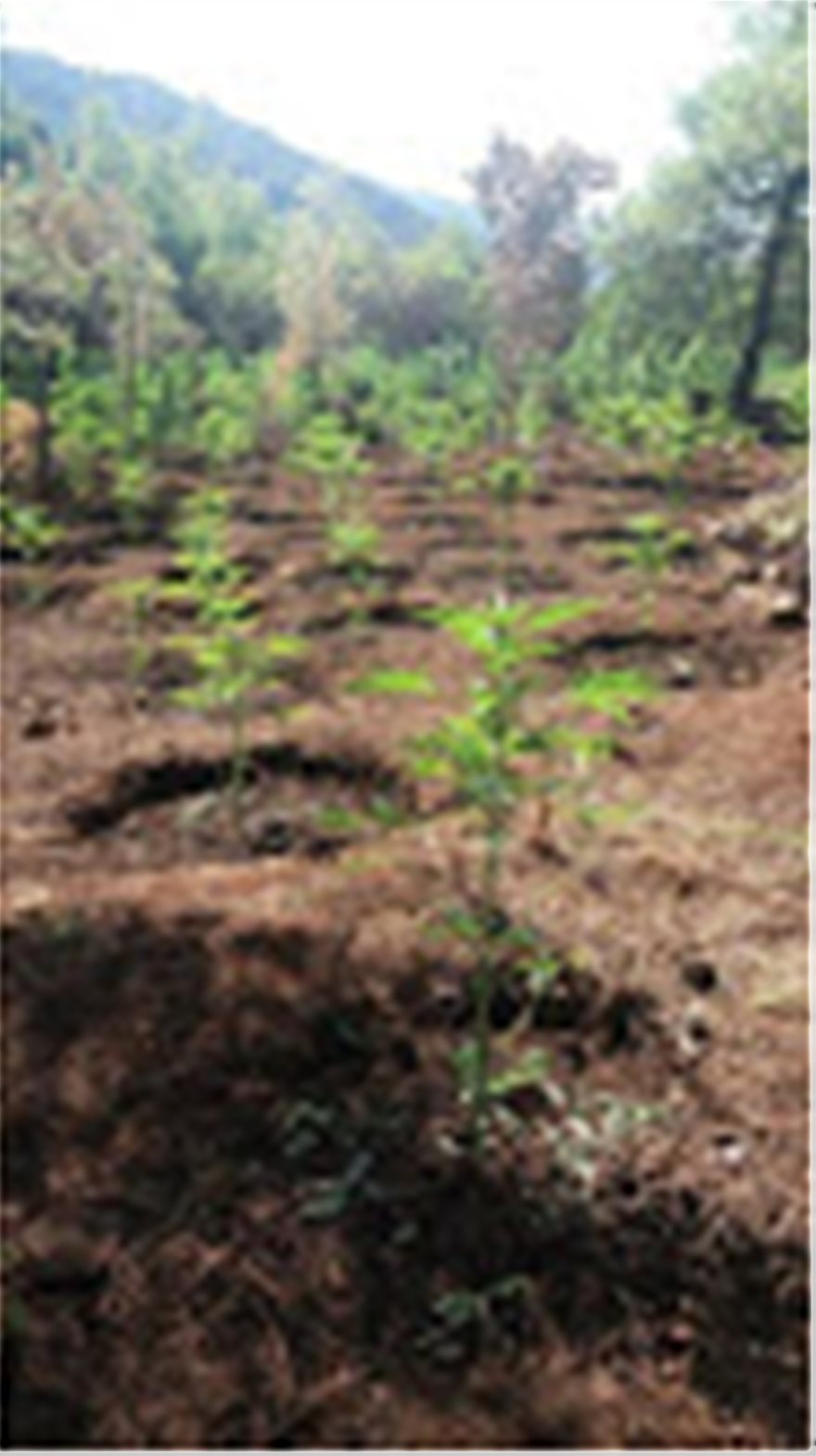 Εντοπίσθηκαν τρεις φυτείες δενδρυλλίων κάνναβης σε δασική περιοχή στα Γεράνεια Όρη - Φωτογραφία 2