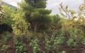 Εντοπίσθηκαν τρεις φυτείες δενδρυλλίων κάνναβης σε δασική περιοχή στα Γεράνεια Όρη