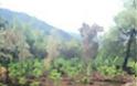 Εντοπίσθηκαν τρεις φυτείες δενδρυλλίων κάνναβης σε δασική περιοχή στα Γεράνεια Όρη - Φωτογραφία 2
