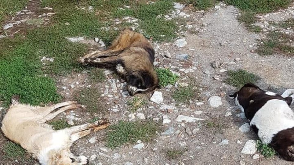 Εξόντωσαν 26 σκύλους με φόλες στην Φλώρινα - Καταγγέλλει ο Αρκτούρος - Φωτογραφία 1