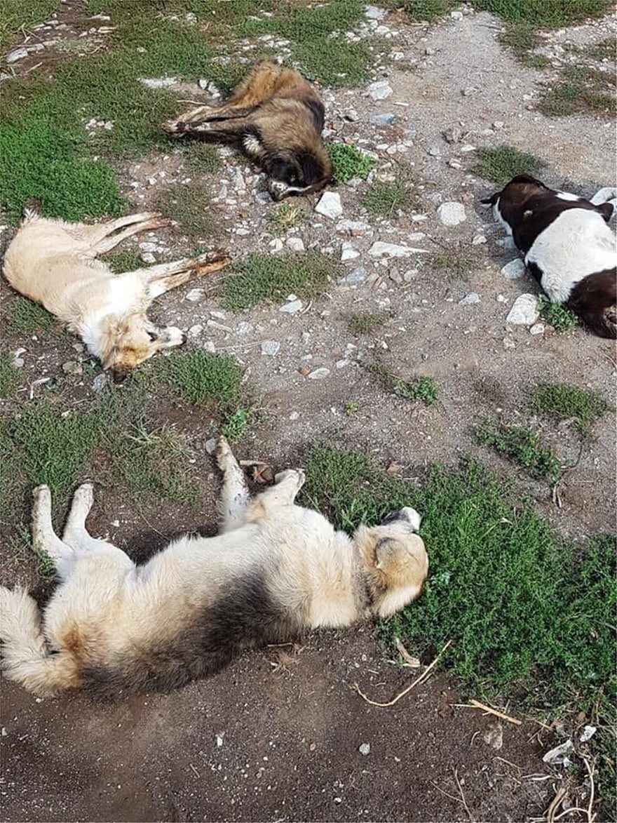 Εξόντωσαν 26 σκύλους με φόλες στην Φλώρινα - Καταγγέλλει ο Αρκτούρος - Φωτογραφία 2