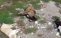 Εξόντωσαν 26 σκύλους με φόλες στην Φλώρινα - Καταγγέλλει ο Αρκτούρος - Φωτογραφία 1