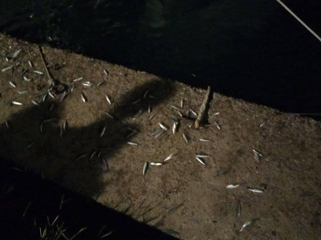 Ανεξήγητο: Μικρά ψάρια βγήκαν στη στεριά στον ΑΣΤΑΚΟ - [ΦΩΤΟ] - Φωτογραφία 5