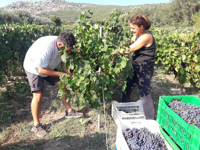 Ο τρύγος στα ΠΑΛΙΑΜΠΕΛΑ Βόνιτσας | ΦΩΤΟ: Στέλλα Λιάπη - Φωτογραφία 22