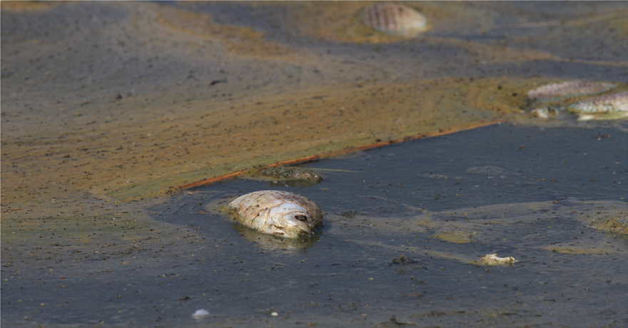Κορώνεια: Μεγάλη πτώση στη στάθμη του νερού - Χιλιάδες νεκρά ψάρια - Φωτογραφία 1