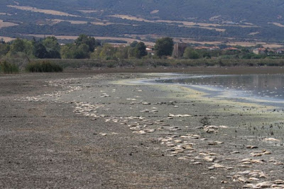 H λίμνη Κορώνεια «πεθαίνει» – Χιλιάδες νεκρά ψάρια στις όχθες της - Φωτογραφία 1