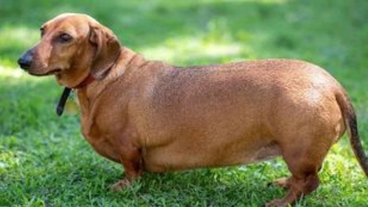 Υπέρβαρος σκύλος, υπέρβαρο αφεντικό - Φωτογραφία 1