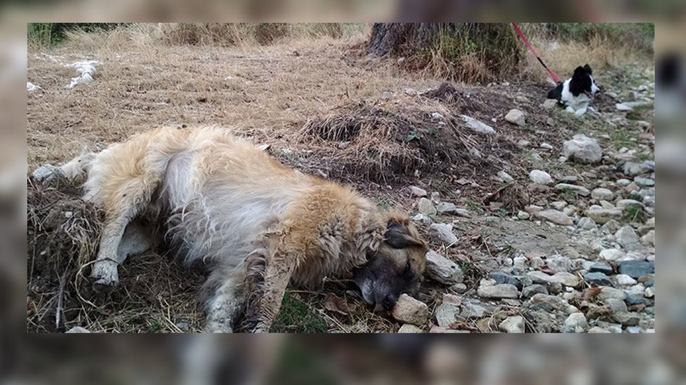 Πρωτοφανής η υπόθεση με τις φόλες στη Φλώρινα: Τουλάχιστον 50 σκυλιά νεκρά! - Φωτογραφία 1