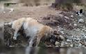 Πρωτοφανής η υπόθεση με τις φόλες στη Φλώρινα: Τουλάχιστον 50 σκυλιά νεκρά!