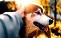 Συμβίωση σκύλου και ανθρώπου: Mε αφορμή μια ανείπωτη τραγωδία