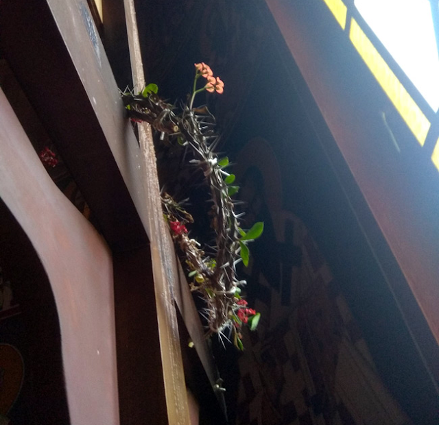 Άνθισε το ακάνθινο στεφάνι του Εσταυρωμένου σε Ιερό Ναό Ταξιαρχών της Άρτας - (ΔΕΙΤΕ ΦΩΤΟ) - Φωτογραφία 1
