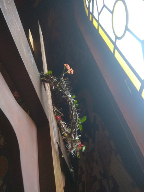 Άνθισε το ακάνθινο στεφάνι του Εσταυρωμένου σε Ιερό Ναό Ταξιαρχών της Άρτας - (ΔΕΙΤΕ ΦΩΤΟ) - Φωτογραφία 5